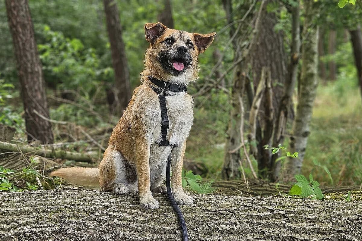 Uwe, male 6yo Mixed Breed for adoption at Tierheim Tecklenburger Land, Lengerich
