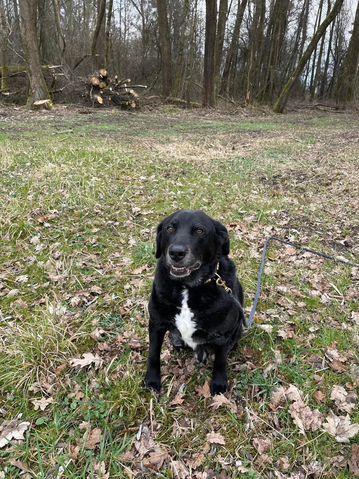 Balou, male senior Mixed Breed for adoption at Tierheim Lindau e.V., Lindau