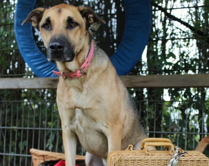SAM, male 5yo Mixed Breed for adoption at Tierheim Linxbachhof