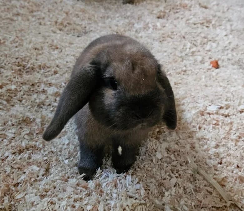 Hazel, female puppy mixed breed for adoption at Tierheim Lohr am Main, Lohr am Main