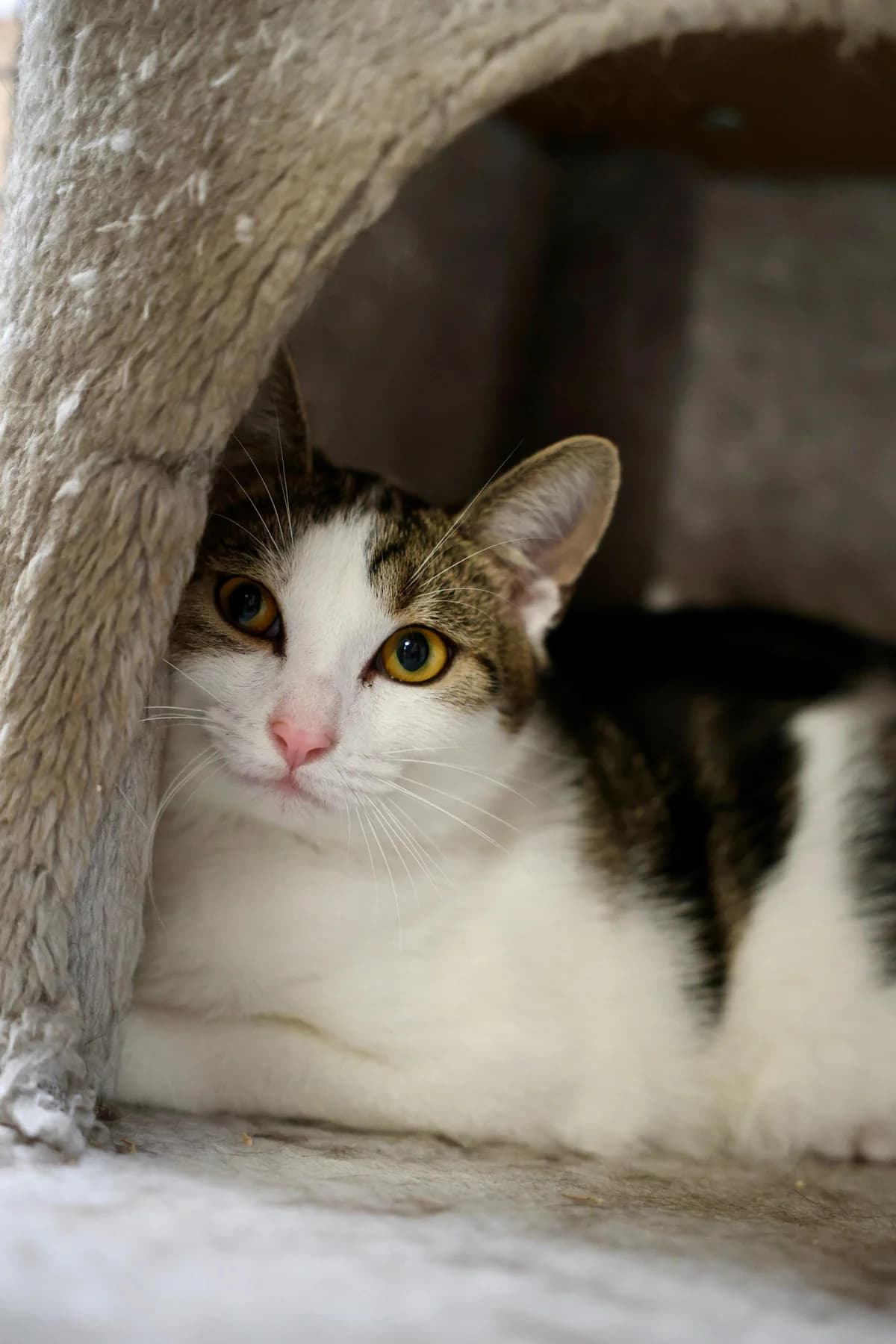 Hannes, getigert male young European Shorthair for adoption at Tierheim Lohr am Main, Lohr am Main