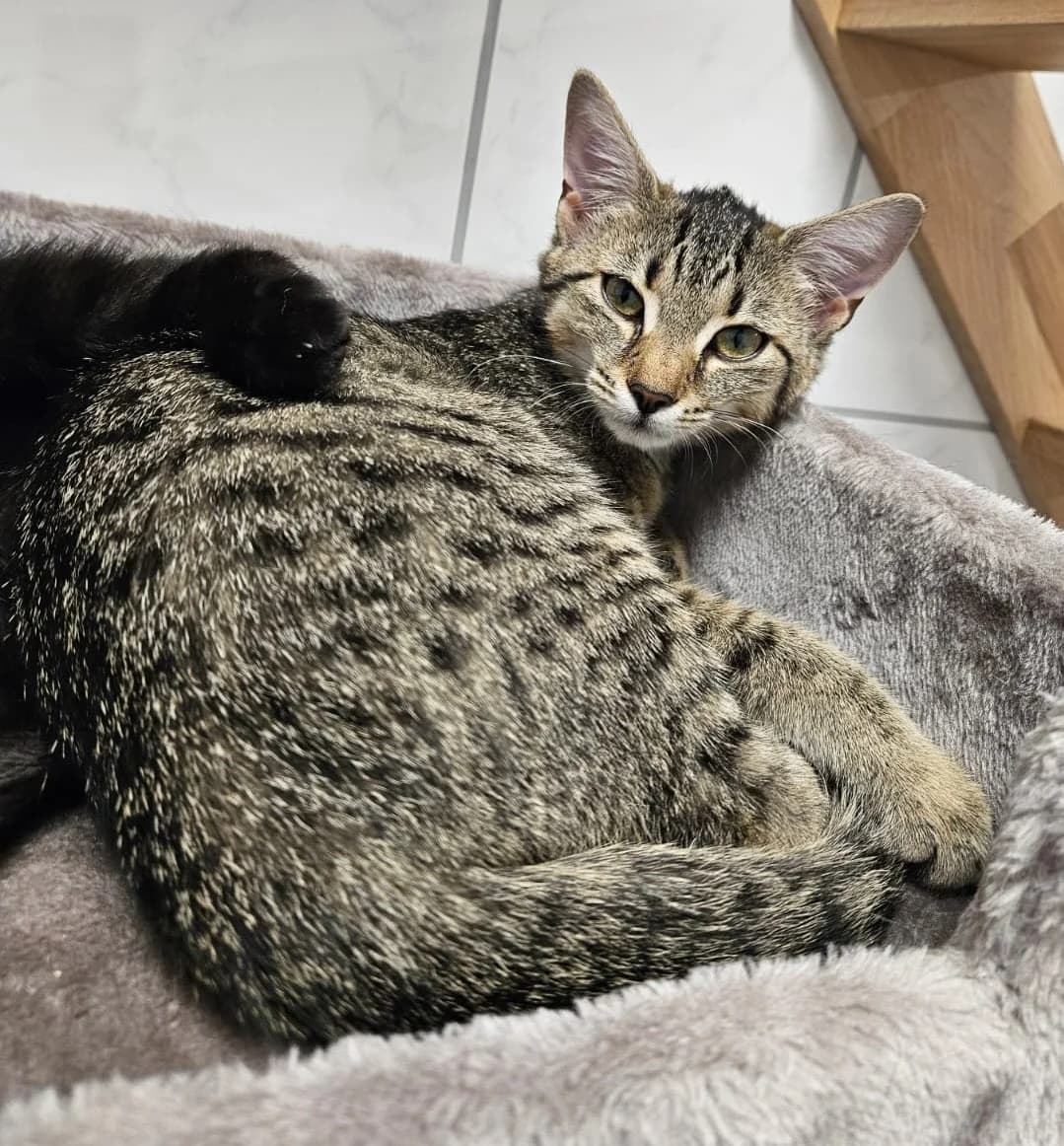 Emilia, female puppy European Shorthair for adoption at Tierheim Lohr am Main, Lohr am Main