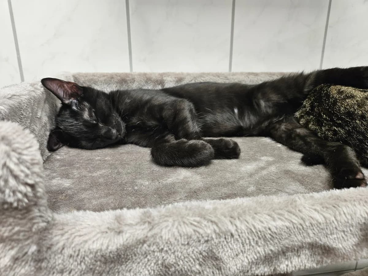 Emma, female puppy European Shorthair for adoption at Tierheim Lohr am Main, Lohr am Main