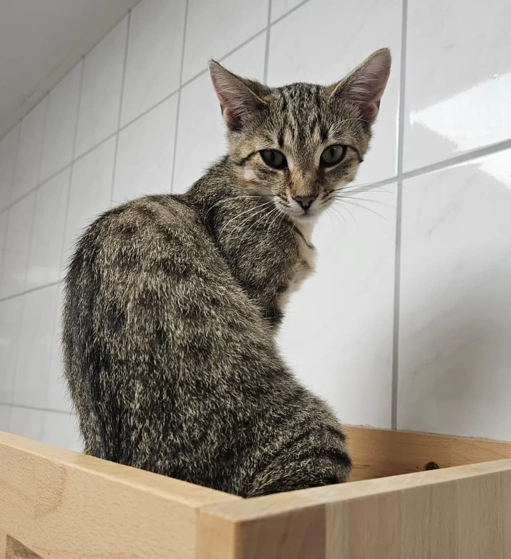 Ella, female puppy European Shorthair for adoption at Tierheim Lohr am Main, Lohr am Main