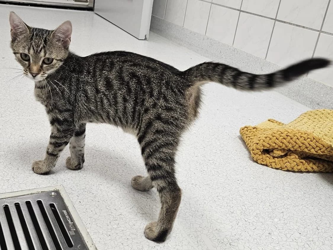 Elena, female puppy European Shorthair for adoption at Tierheim Lohr am Main, Lohr am Main