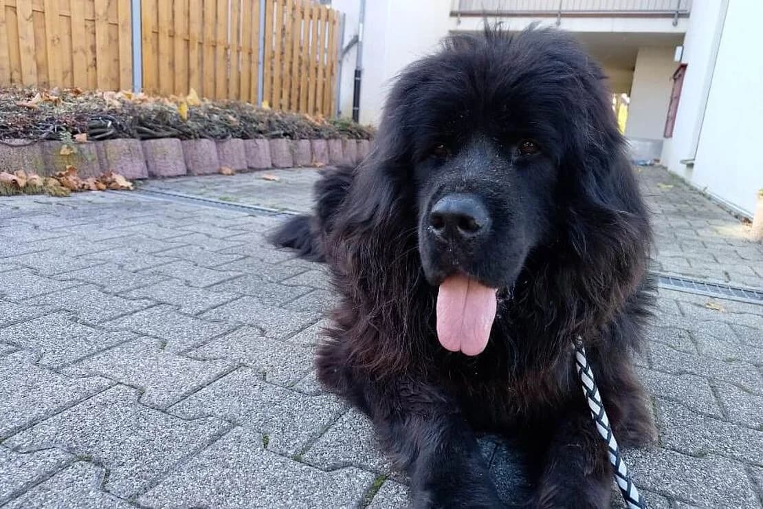 Blacky (auch HSH_11/2025), male Mixed Breed for adoption at Tierheim Ludwigsburg, Ludwigsburg