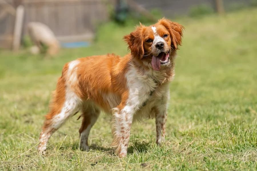 Aria, female mixed breed for adoption at Tierheim Ludwigsburg, Ludwigsburg