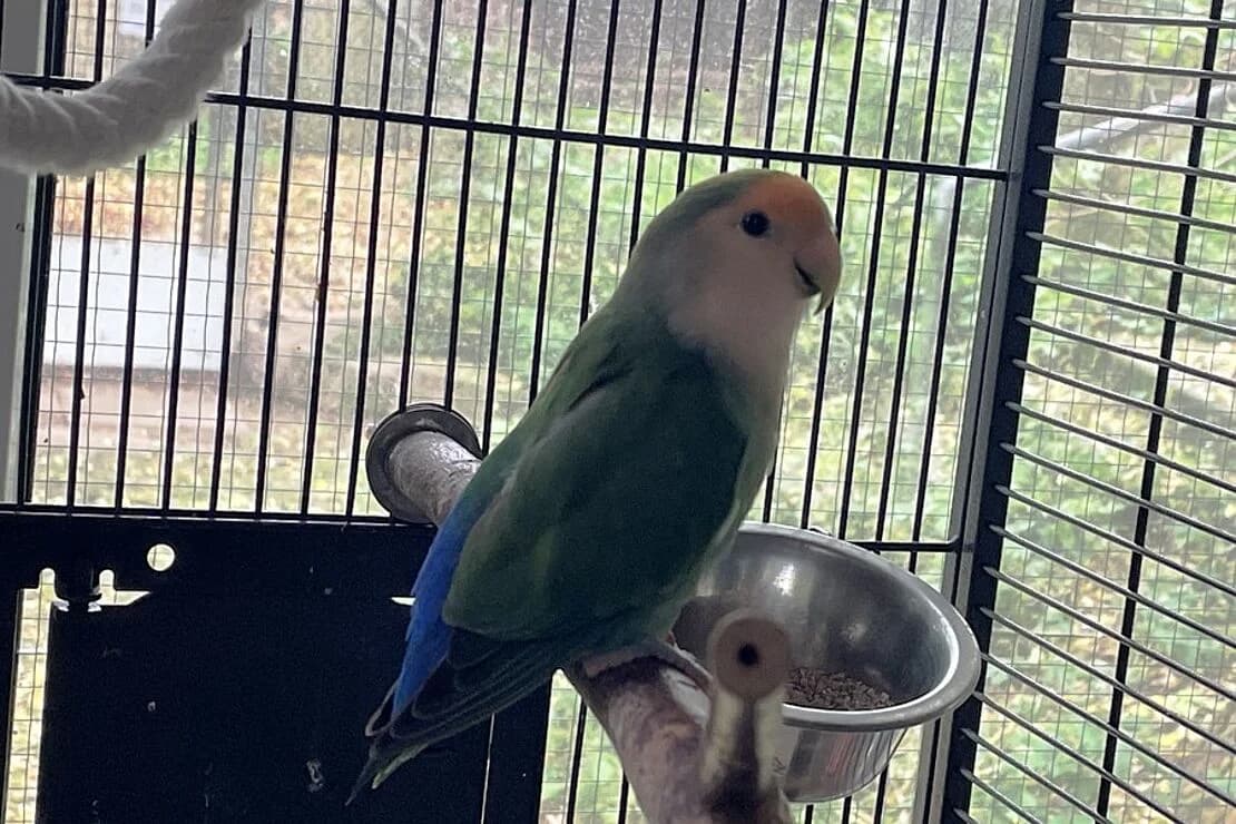 Bluey, 3yo mixed breed for adoption at Tierheim Ludwigsburg, Ludwigsburg