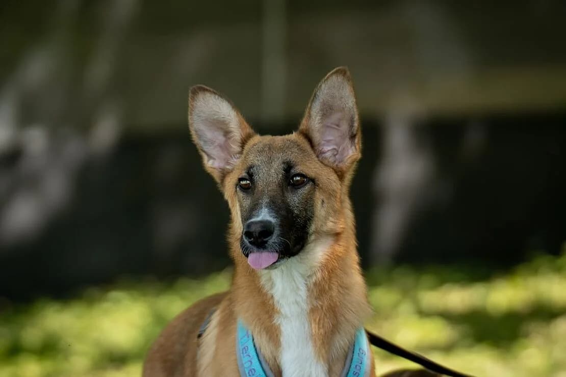Bonny, Belgian Malinois (Tierheim Ludwigsburg)