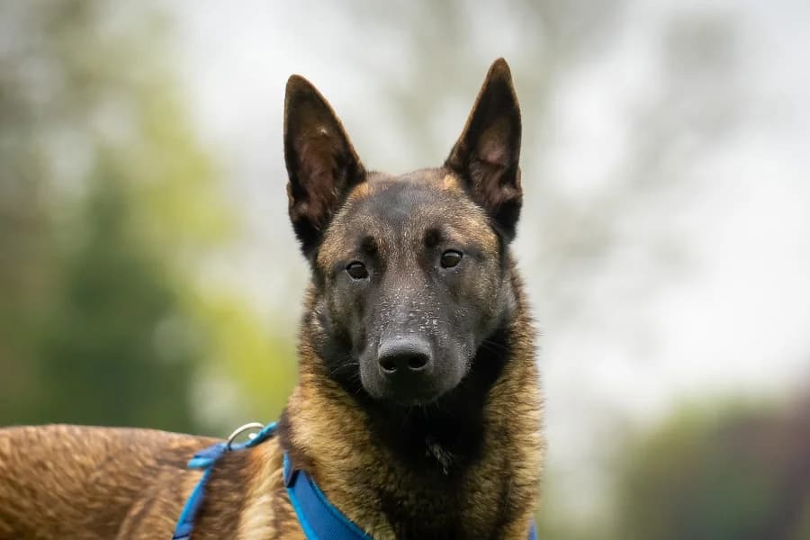 Capri, female Belgian Malinois for adoption at Tierheim Ludwigsburg, Ludwigsburg