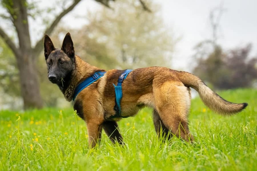 Capri, female Belgian Malinois for adoption at Tierheim Ludwigsburg, Ludwigsburg — photo 2 of 2