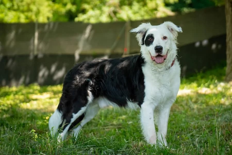 Fiete, male young mixed breed for adoption at Tierheim Ludwigsburg, Ludwigsburg