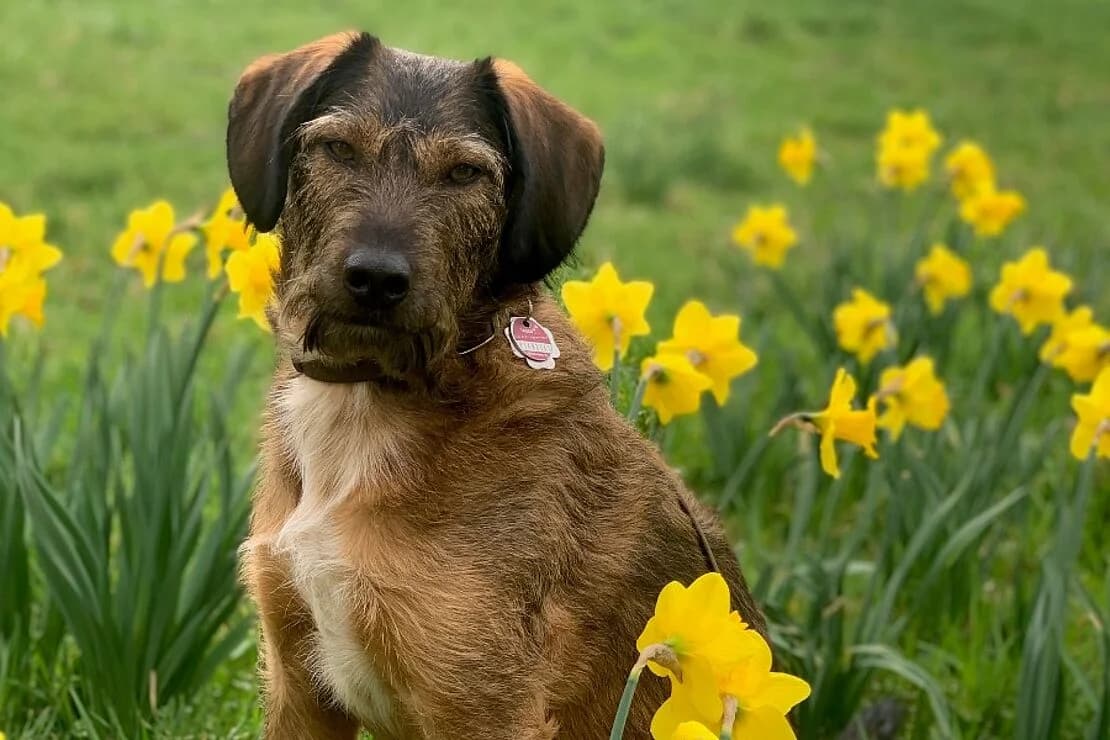 Fred, male Mixed Breed for adoption at Tierheim Ludwigsburg, Ludwigsburg