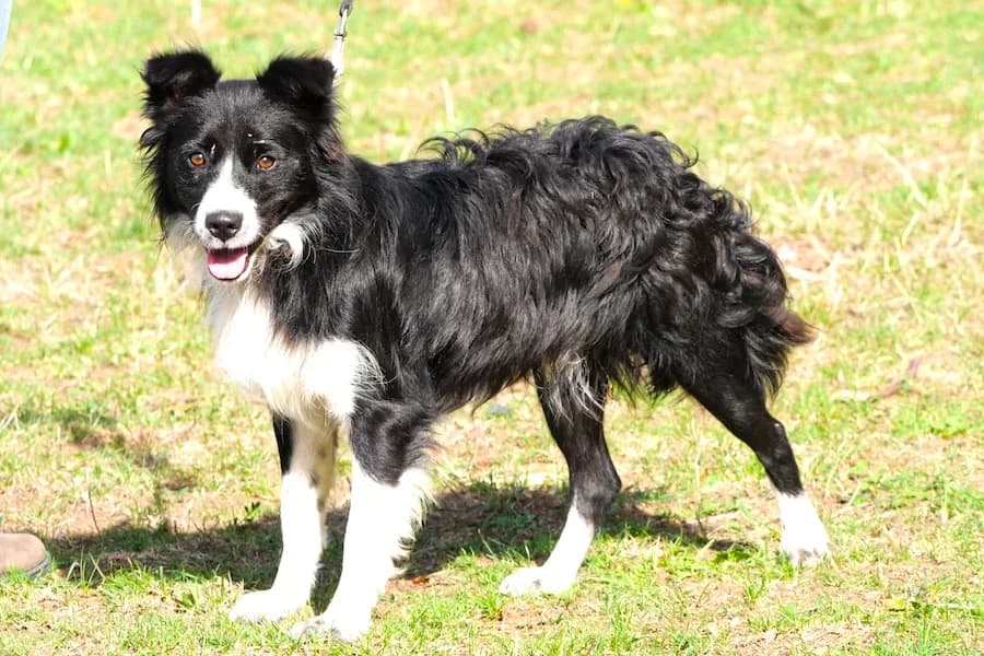 Hugo, male young Border Collie for adoption at Tierheim Ludwigsburg, Ludwigsburg
