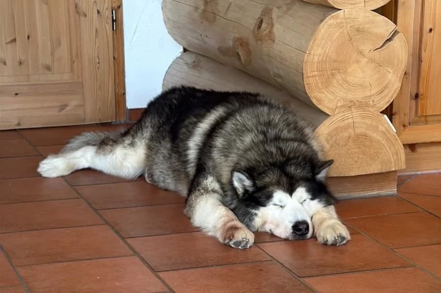 Jaqn, black and white male Alaskan Malamute for adoption at Tierheim Ludwigsburg, Ludwigsburg — photo 5 of 5