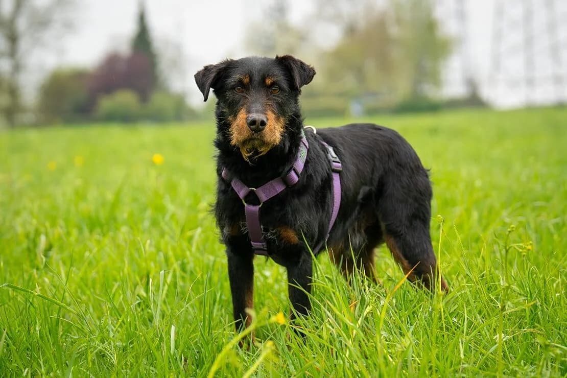 Leo, male young Mixed Breed for adoption at Tierheim Ludwigsburg, Ludwigsburg