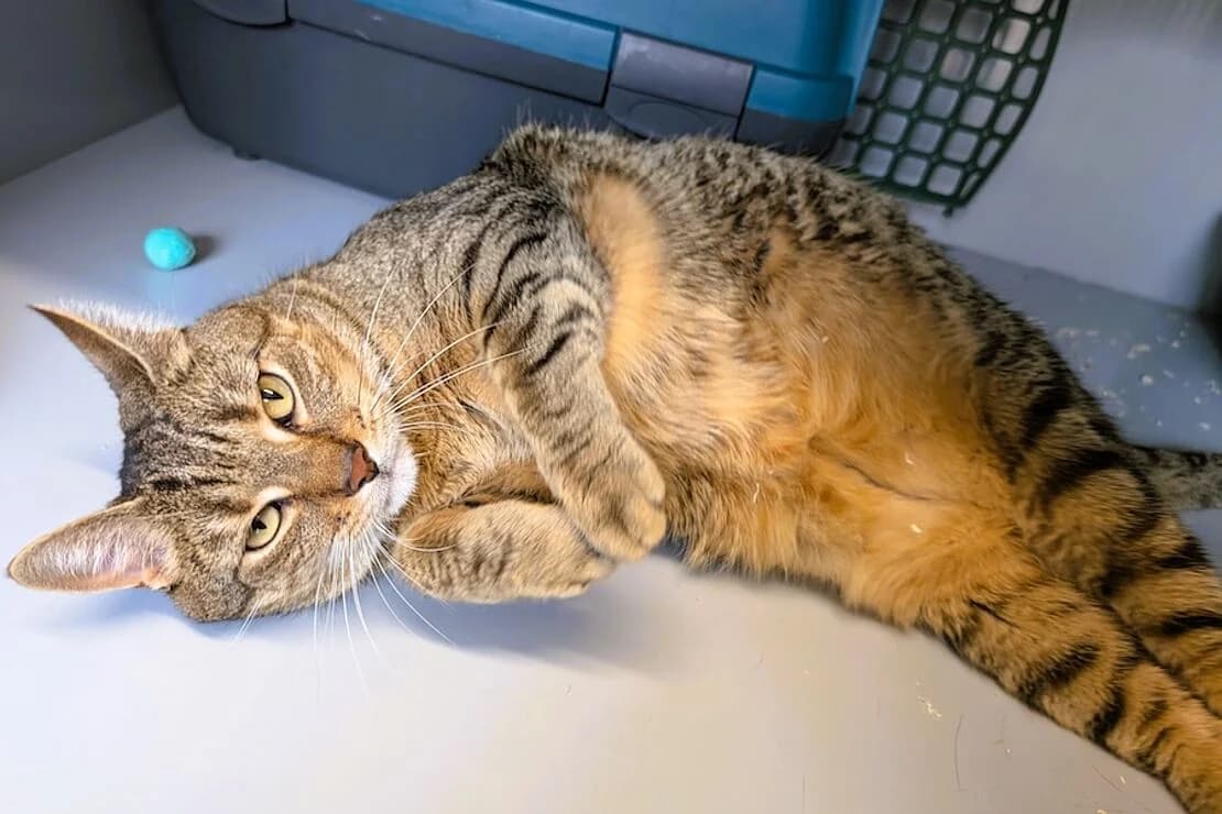 Loki, male 3yo European Shorthair for adoption at Tierheim Ludwigsburg, Ludwigsburg