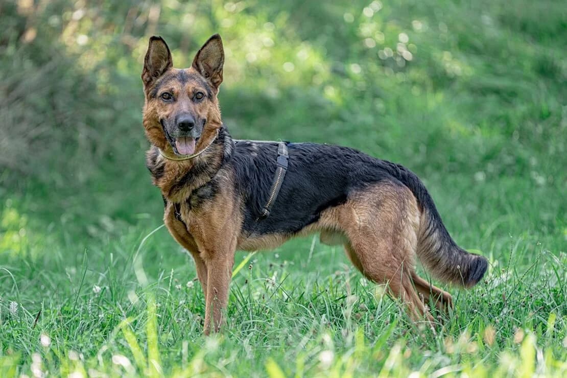 Max, male 5yo Mixed Breed for adoption at Tierheim Ludwigsburg, Ludwigsburg