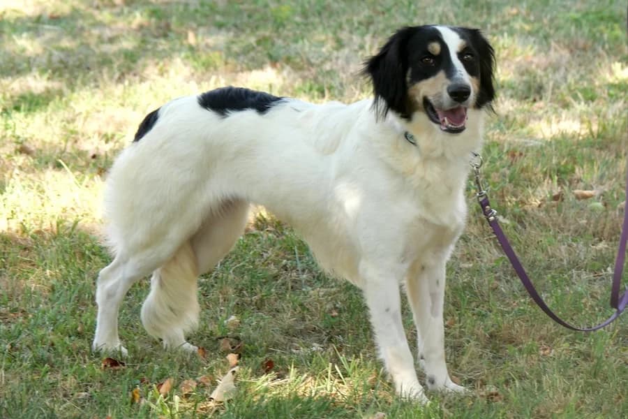 Megan, female Border Collie for adoption at Tierheim Ludwigsburg, Ludwigsburg