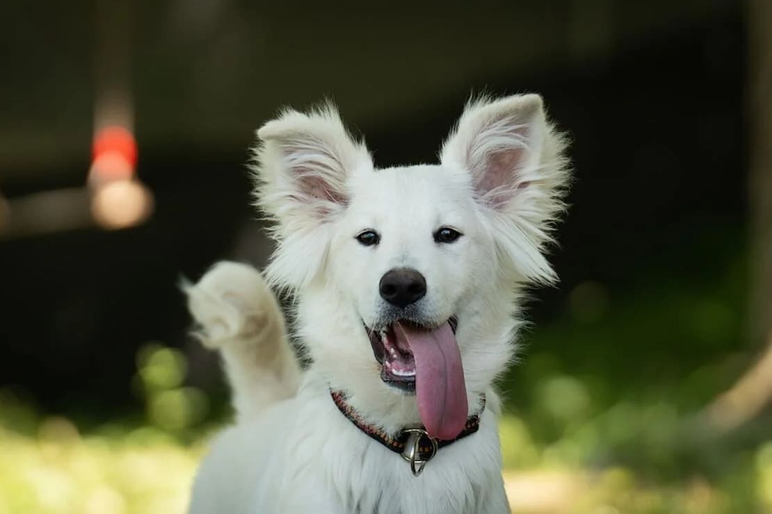 Niko, Mixed Breed (Tierheim Ludwigsburg)