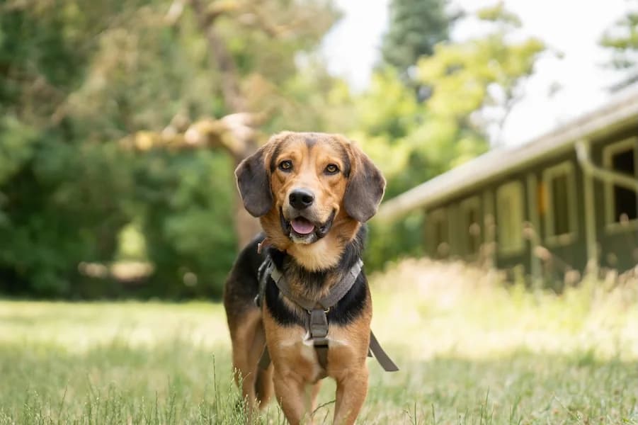 Otto, male young Mixed Breed for adoption at Tierheim Ludwigsburg, Ludwigsburg