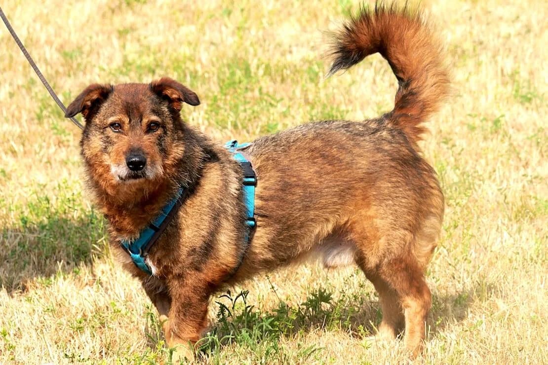 Rudi, Mixed Breed (Tierheim Ludwigsburg)
