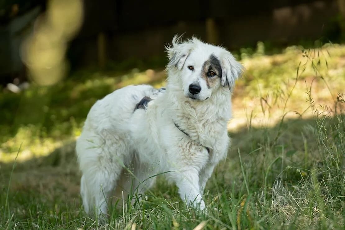 Spot, Mixed Breed (Tierheim Ludwigsburg)
