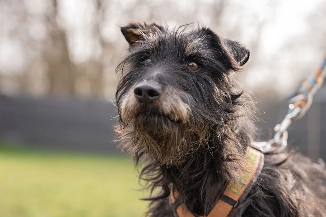Tessa, female senior Mixed Breed for adoption at Tierheim Ludwigsburg, Ludwigsburg