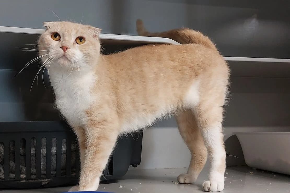 Yuzu, female Scottish Fold for adoption at Tierheim Ludwigsburg, Ludwigsburg