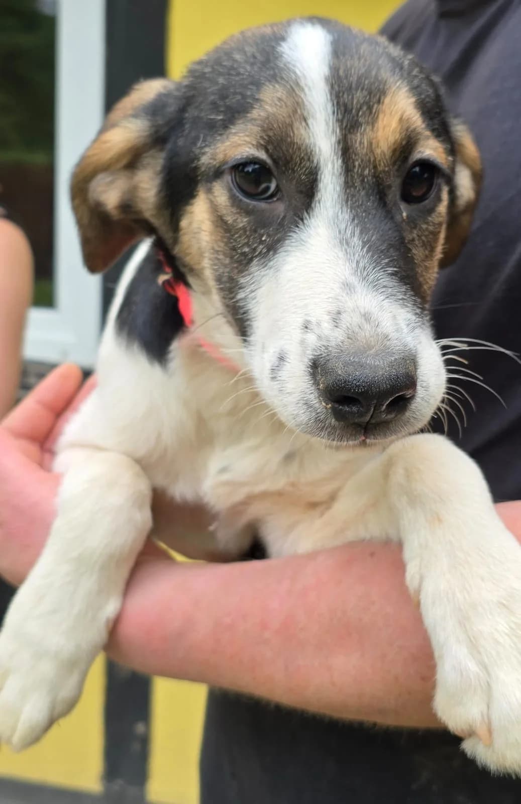 Ayla, female puppy Mixed Breed for adoption at Tierheim Lübbersdorf