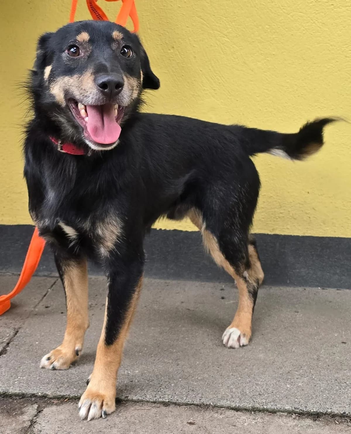 Bubu, male puppy Mixed Breed for adoption at Tierheim Lübbersdorf
