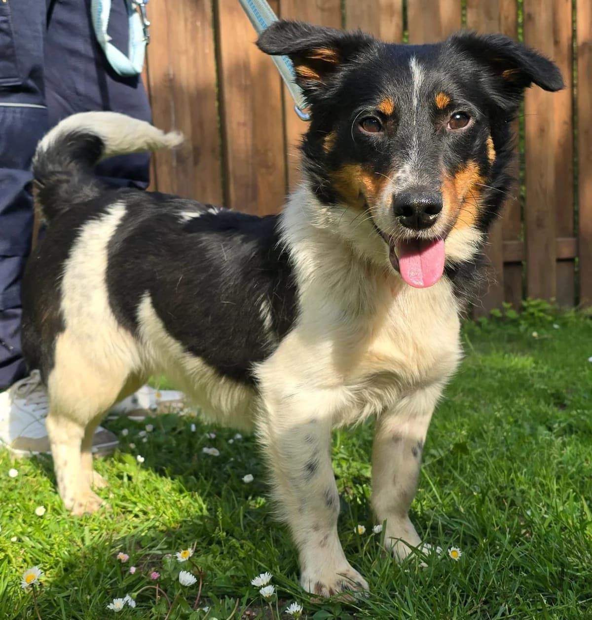 Joko, male young Mixed Breed for adoption at Tierheim Lübbersdorf