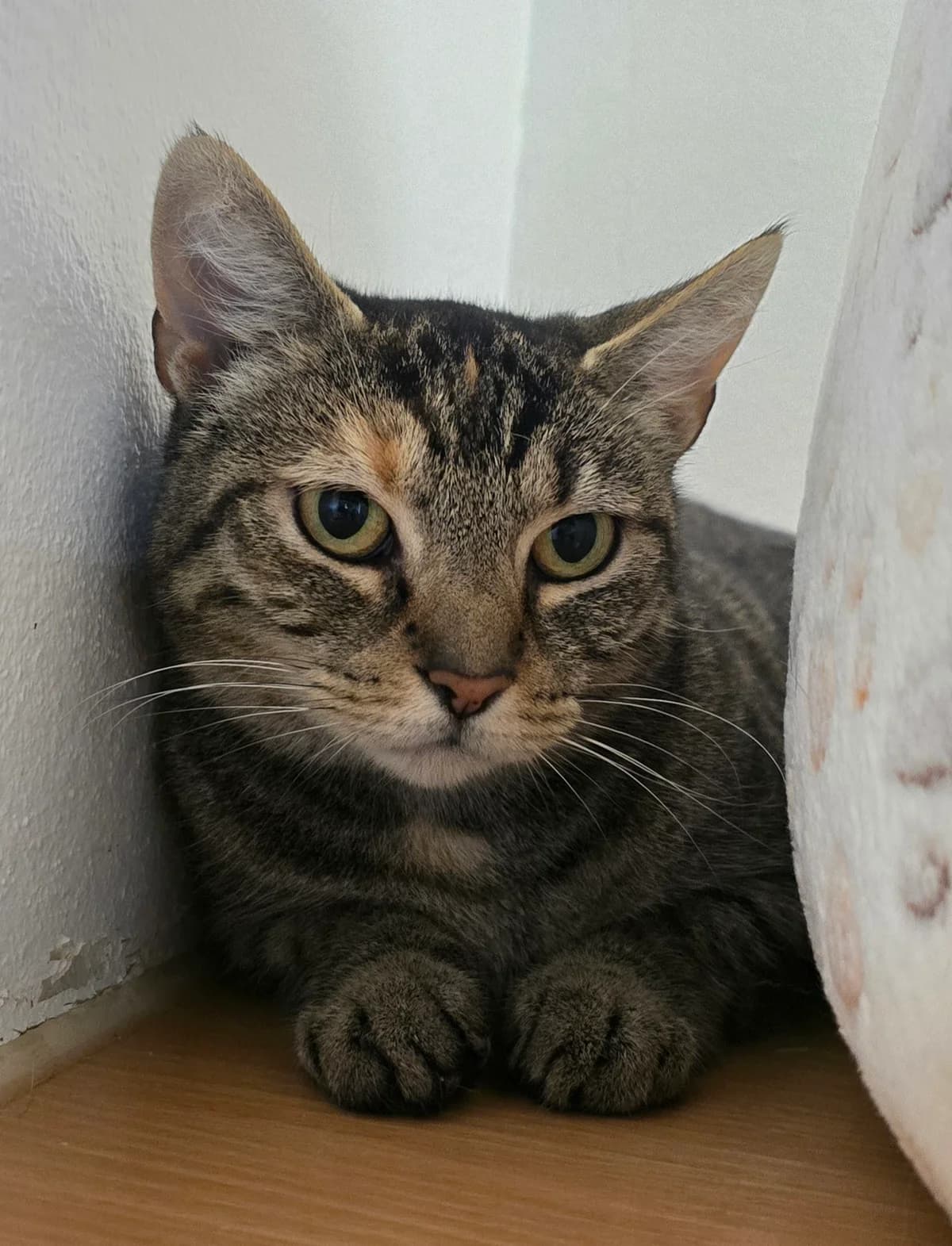 Lola, female Mixed Breed for adoption at Tierheim Lübbersdorf