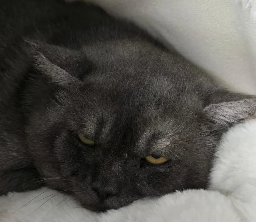 Momi, male 4yo Mixed Breed for adoption at Tierheim Lübbersdorf