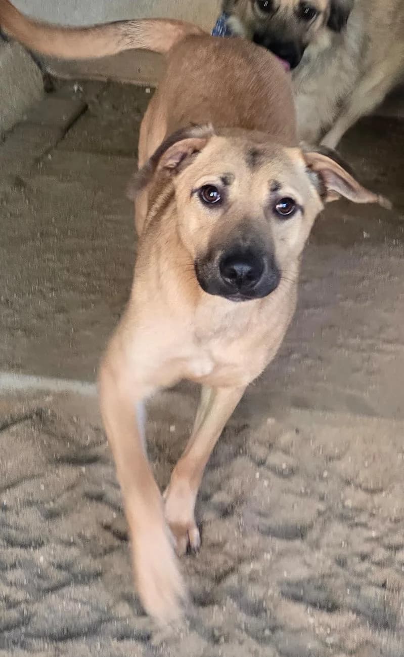 Momo, female young Mixed Breed for adoption at Tierheim Lübbersdorf