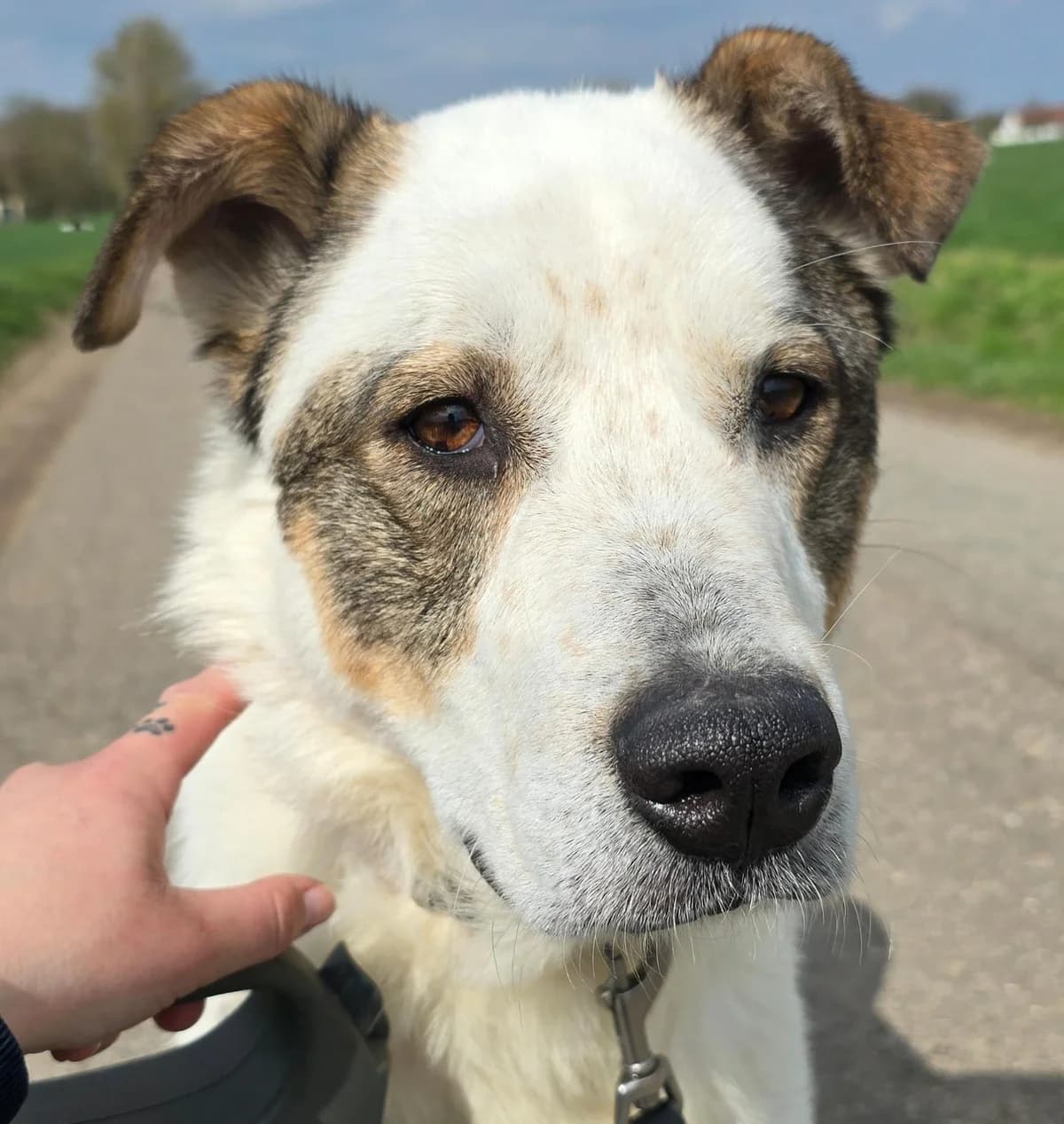 Nala, female 5yo Mixed Breed for adoption at Tierheim Lübbersdorf