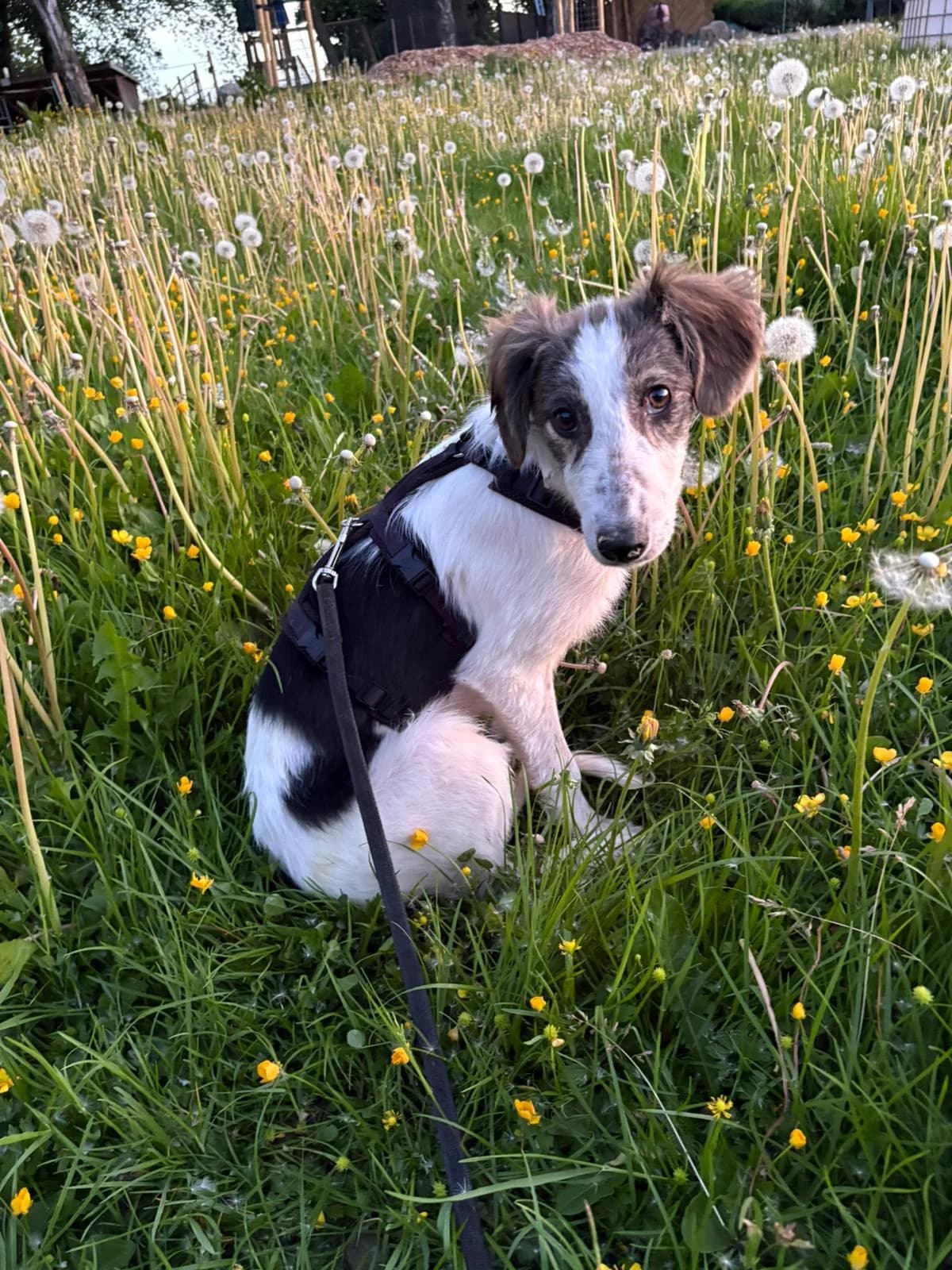 Nuri, female puppy Mixed Breed for adoption at Tierheim Lübbersdorf