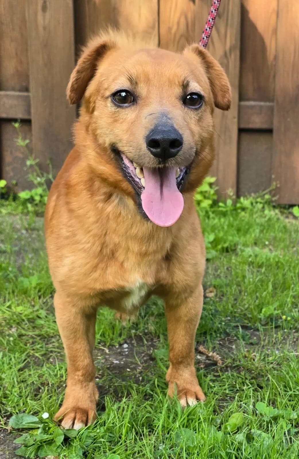 Piet, male 4yo Mixed Breed for adoption at Tierheim Lübbersdorf