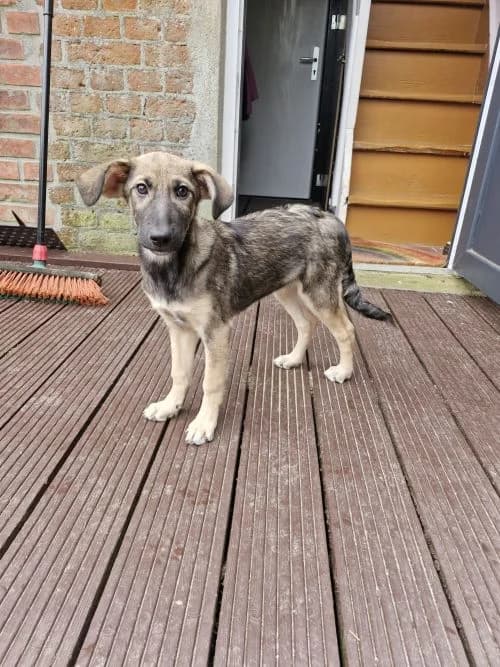 Ruby, female Mixed Breed for adoption at Tierheim Lübbersdorf