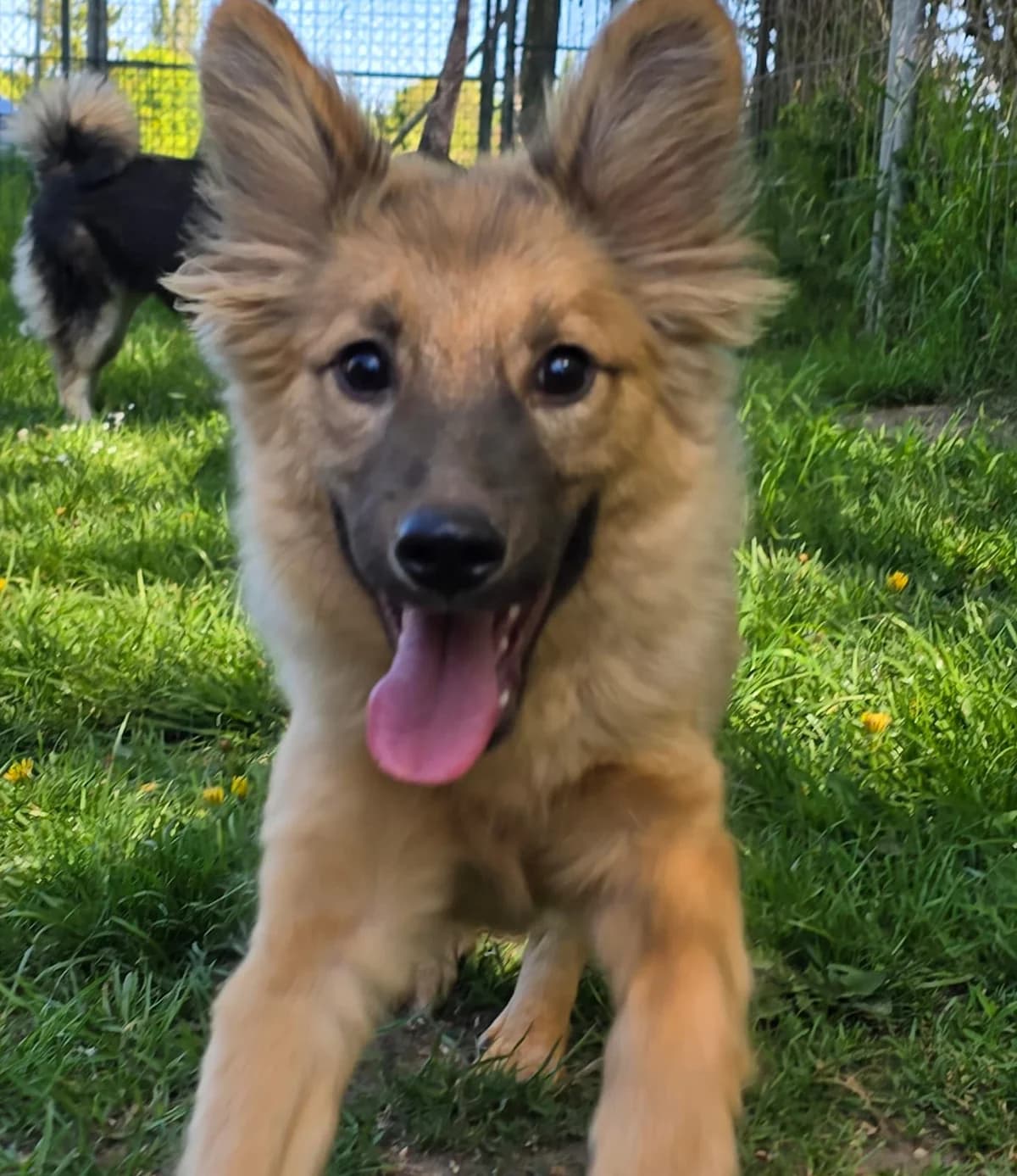 SAM, male young Mixed Breed for adoption at Tierheim Lübbersdorf