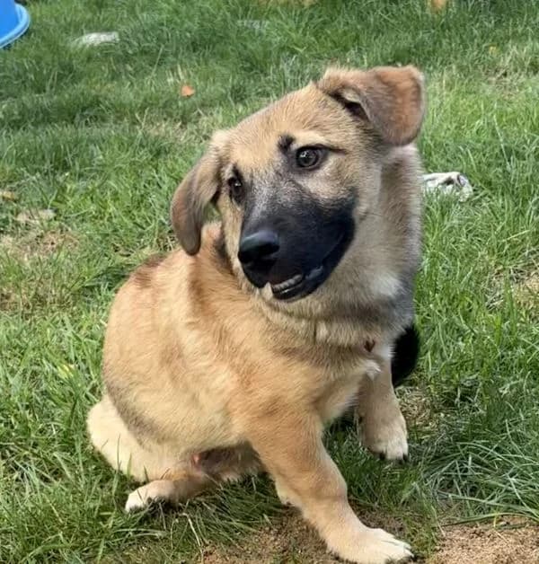 Yogi, male Mixed Breed for adoption at Tierheim Lübbersdorf