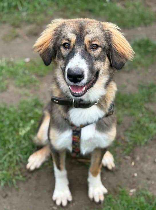 Zuma, female Mixed Breed for adoption at Tierheim Lübbersdorf