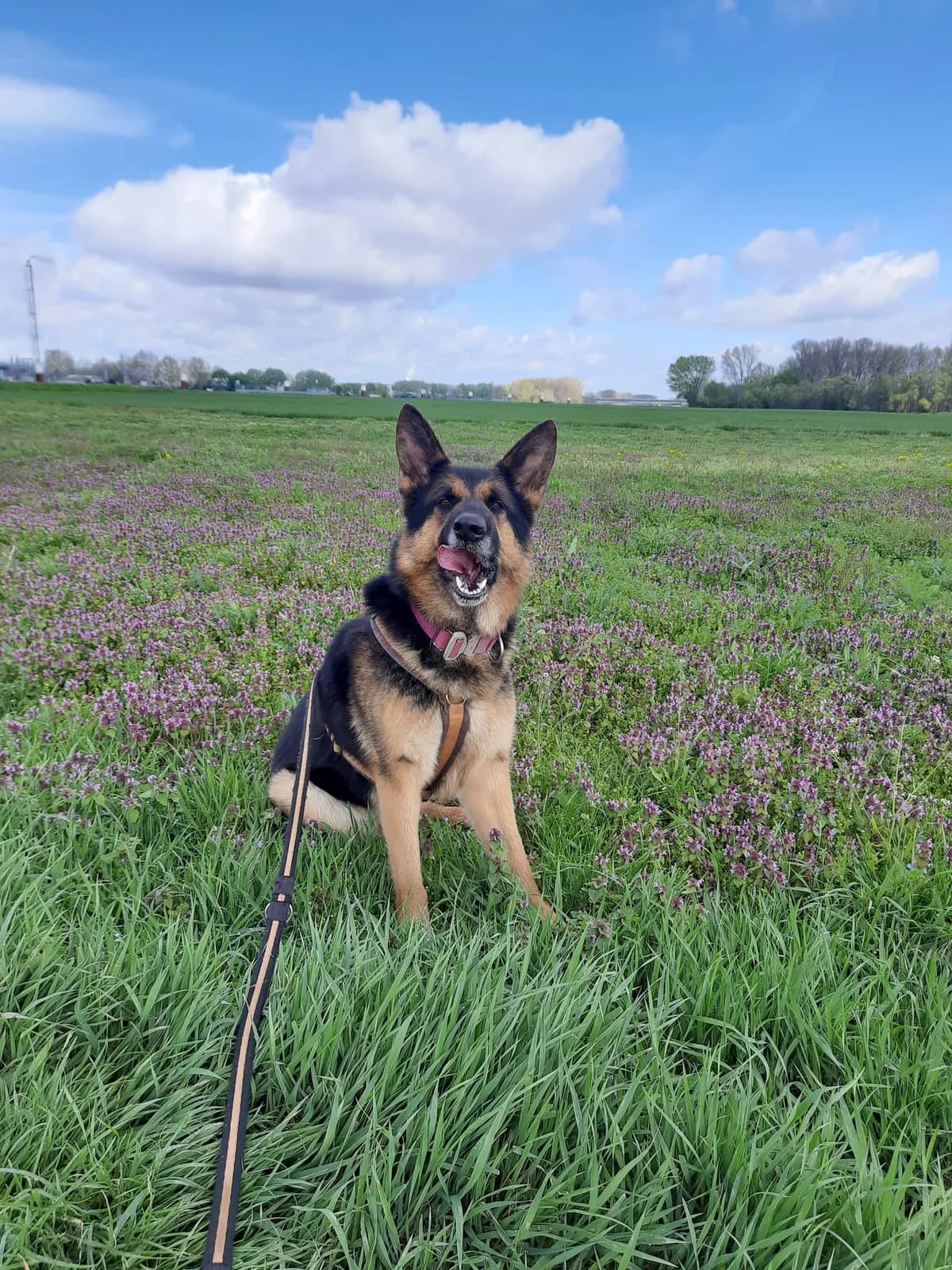 Jakari, male senior German Shepherd for adoption at Tierheim Mannheim, Mannheim