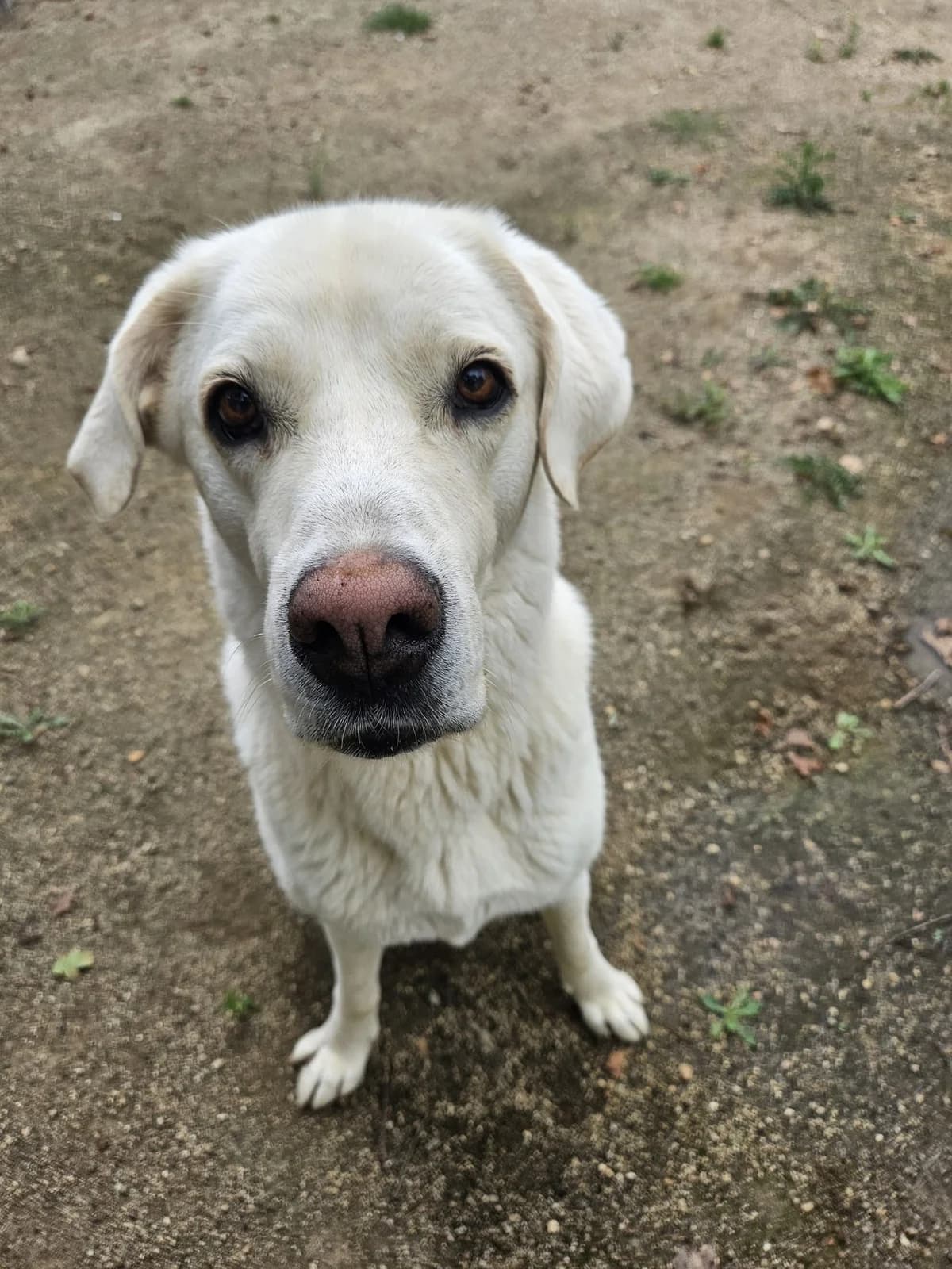 Leyla, female 6yo Akbash for adoption at Tierheim Mannheim, Mannheim