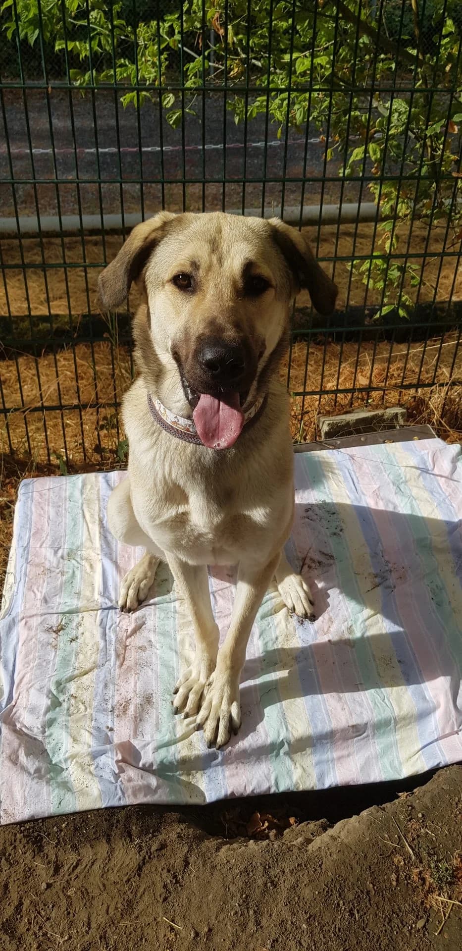 Samira, female 4yo Kangal for adoption at Tierheim Mannheim, Mannheim