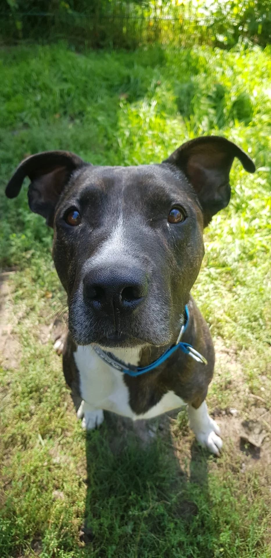 Buddy, male senior Mixed Breed for adoption at Tierheim Mannheim, Mannheim