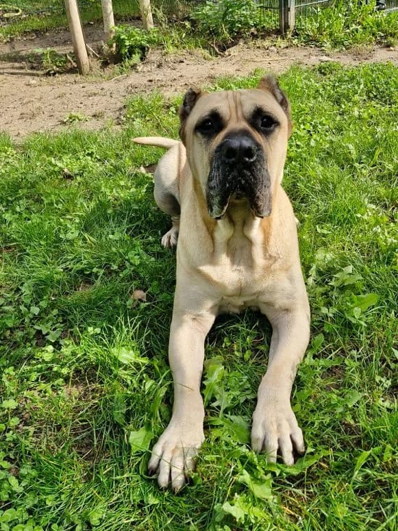 Tyson, male 6yo Mixed Breed for adoption at Tierheim Mannheim, Mannheim