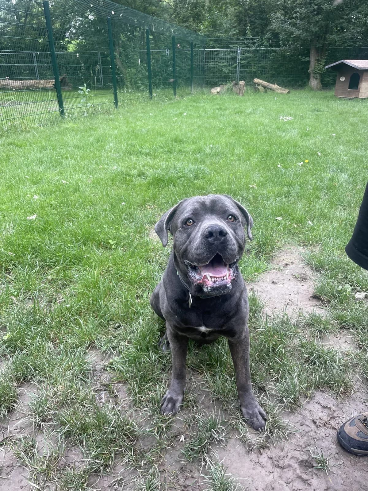 Lucky, male 4yo Cane Corso for adoption at Tierheim Mannheim, Mannheim
