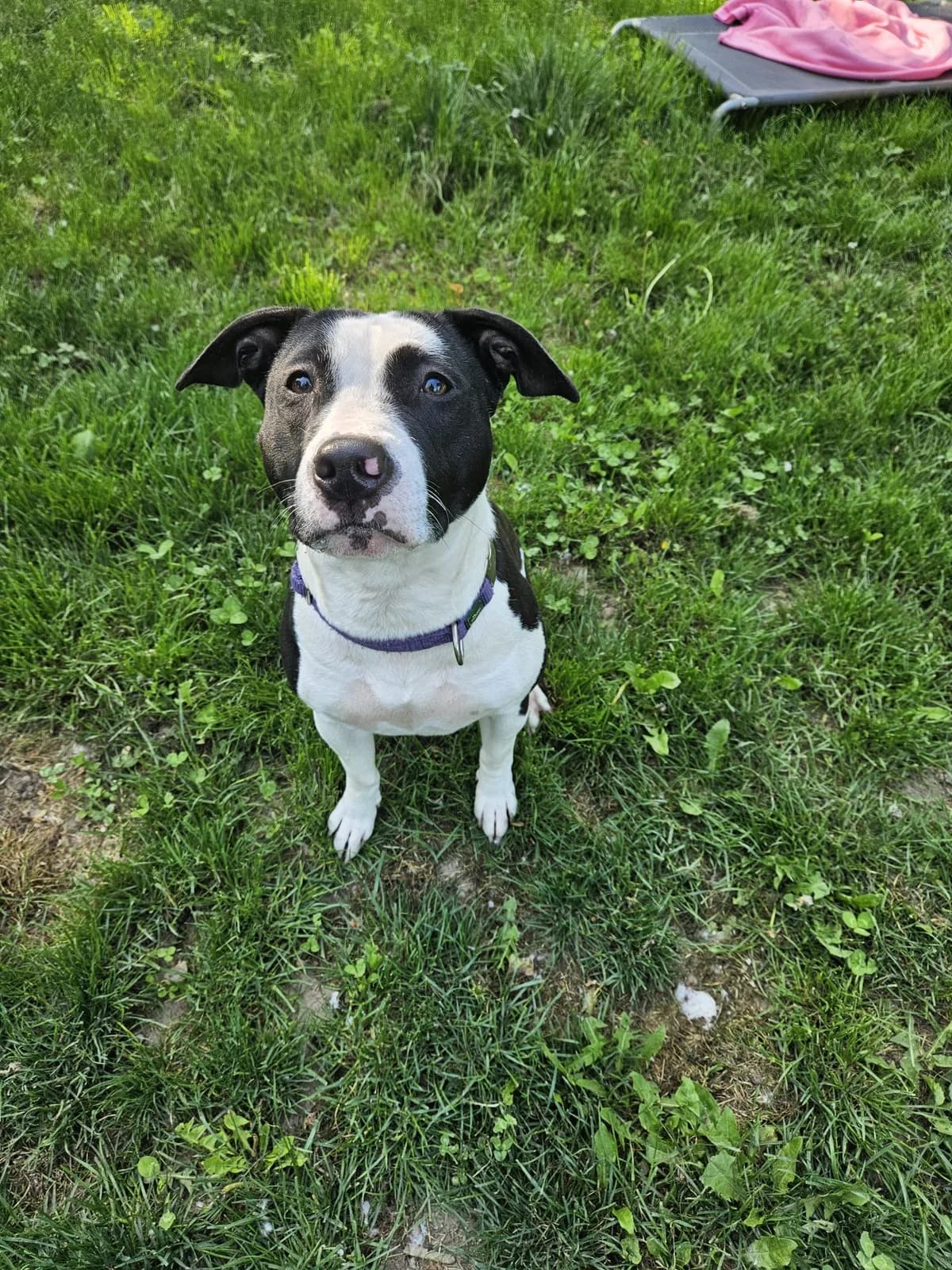 Mausi, female young Mixed Breed for adoption at Tierheim Mannheim, Mannheim