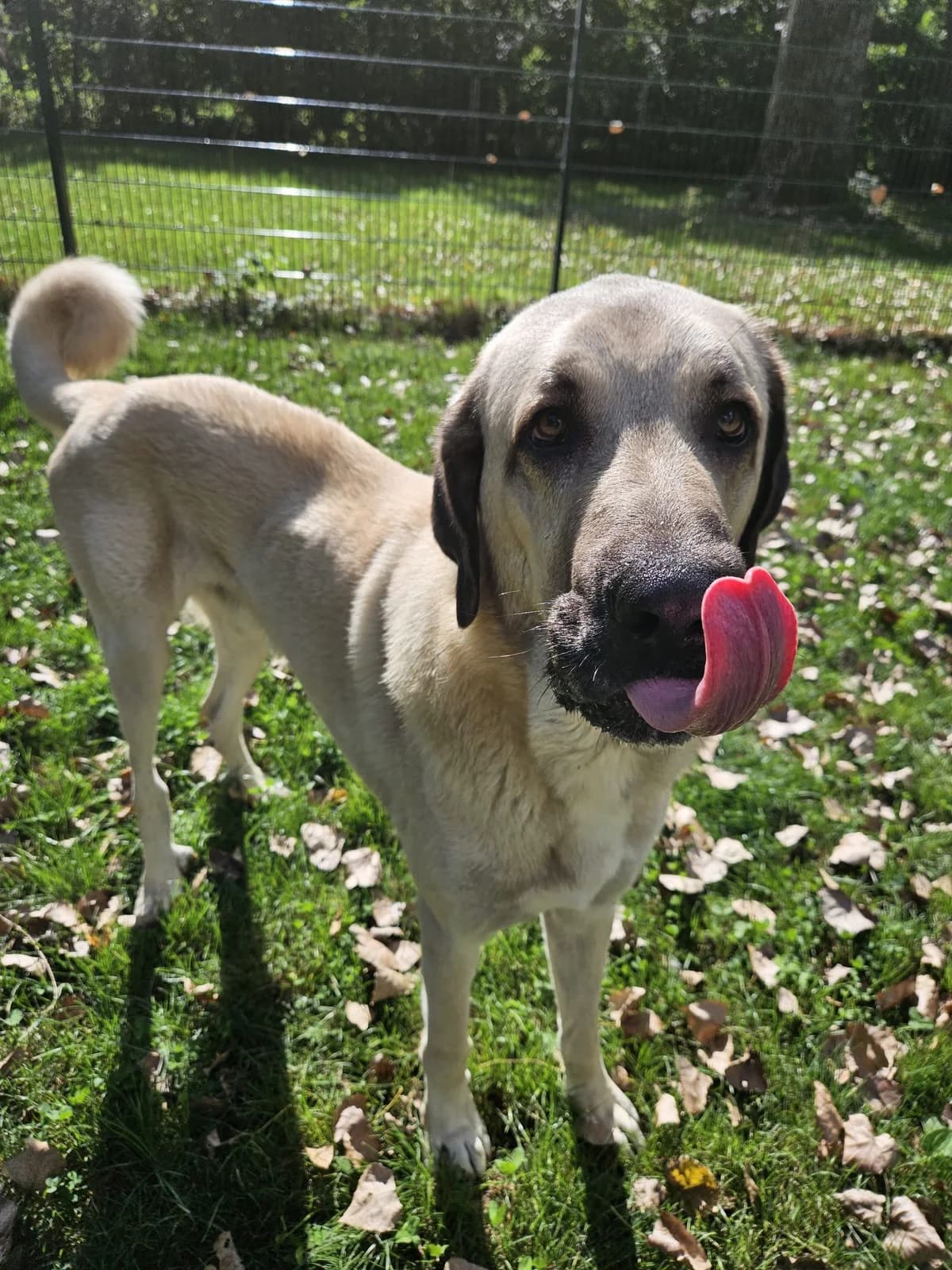 Tristan, male 4yo Kangal for adoption at Tierheim Mannheim, Mannheim